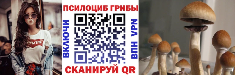 Купить где  Высоцк  Псилоцибиновые грибы MAGIC MUSHROOMS 